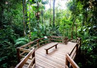 Daintree rainforest australia queensland banco