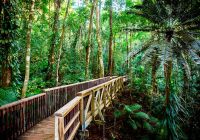 Daintree rainforest australia queensland ponte