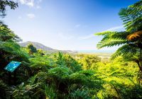 Daintree rainforest australia queensland vista