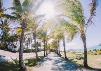 Hamilton island coqueiros