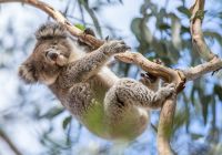 Koala, Kangaroo Island