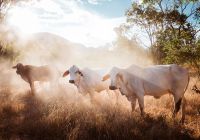 Luxury lodges australia mt mulligan outback queensland cattle station