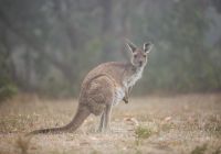 Tourism australia kangaroo island south australia canguru