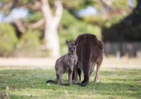 Tourism australia kangaroo island south australia cangurus