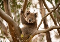 Tourism australia kangaroo island south australia coala