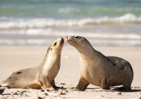 Tourism australia kangaroo island south australia focas