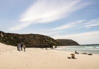 Tourism australia kangaroo island south australia passeio focas