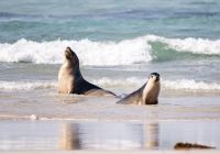 Tourism australia kangaroo island south australia seal bay