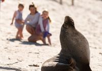 Tourism australia south australia kangaroo island seal bay leao marinho