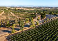 Tourism australia south australia vinicolas em barrosa valley
