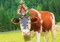 Vaca almabtrieb austria