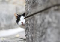 Gato cidadevelha kotor