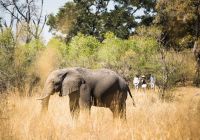 Botswana little machaba elephant