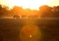 Botswana little machaba sunset