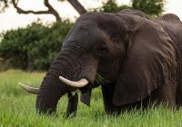Botswana great plains duba plains camp safari elefante