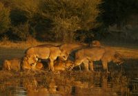 Botswana great plains duba plains camp safari leoes