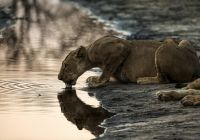 Botswana great plains selinda explorers leoa