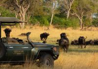 Botswana great plains selinda explorers safari bufalos