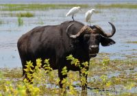 Bufalo Parque Nacional Chobe Botswana