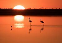 Camp kalahari flamingo golden hour