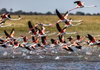 Camp kalahari flamingo