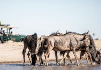 Camp kalahari safari bufalo