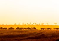 Camp kalahari safari golden hour