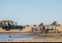Camp kalahari safari zebra