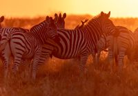 Camp kalahari zebra