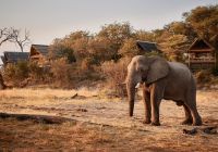 elefante belmond savute elephant lodge