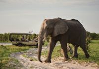 elefante safari belmond savute elephant lodge