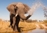 Elefante safári Botswana