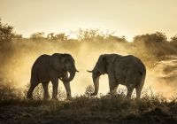 Elefantes africanos Botswana