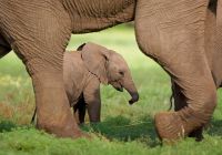 Filhote elefante Botswana