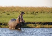Hipopótamo Parque Nacional Chobe Botswana