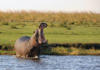 Hipopótomo no Parque Nacional Chobe Botswana