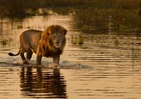Leão Botswana