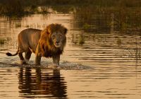 Leão em Botswana