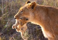 Leoa e filhote Botswana