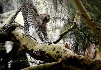 leopardo sob arvore