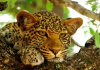Leopardo Botswana