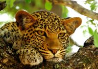 Leopardo em Botswana