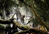 Leopardo