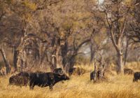 Little sable reserva mokoro bufalos