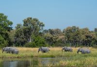 Little sable reserva mokoro elefantes