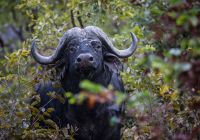 Little sable safari bufalos