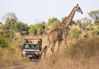 Machaba botswana ngoma camp gallery 16 safari