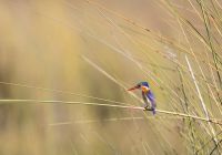 Machaba web monachira camp experience wildlife birding botswana