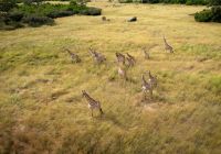 Mbamba camp girafas safari