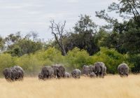 Mbamba camp manada elefante safari